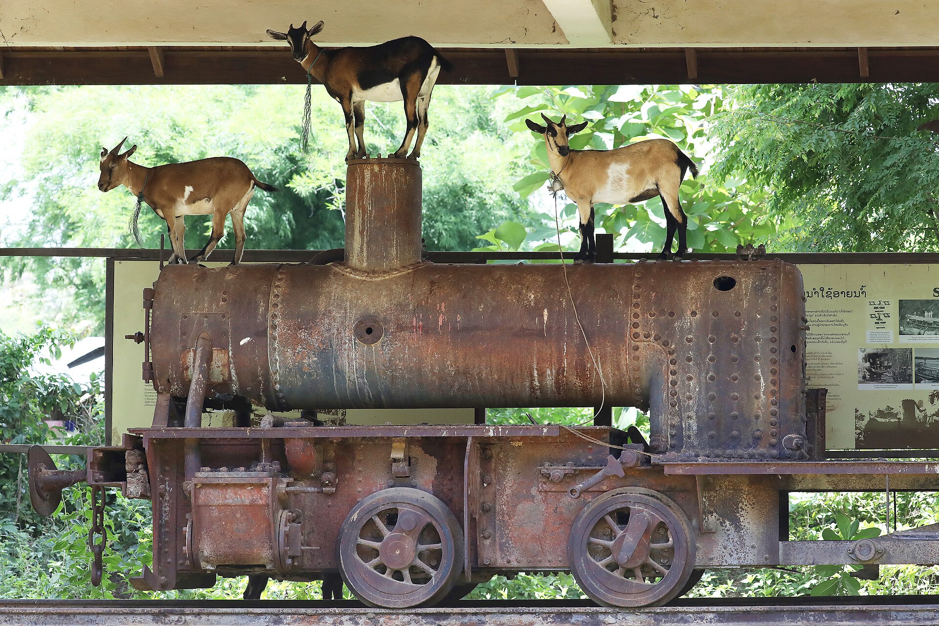 Historic locomotive hosting goats